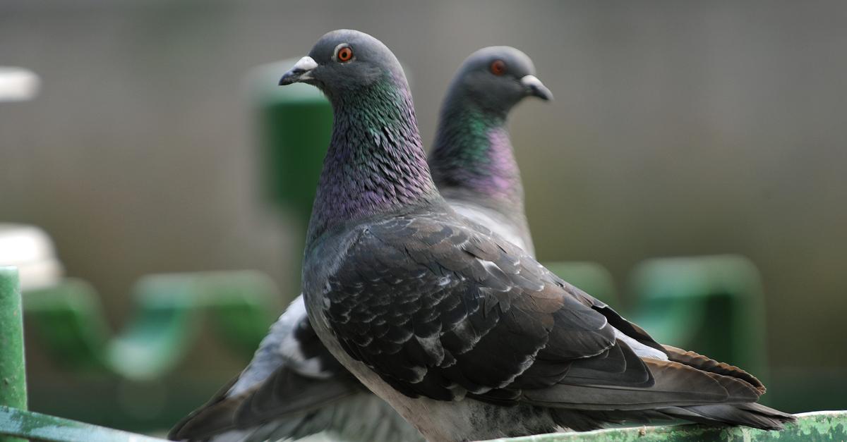 Limburger TaubenTöten Tierschützer kritisieren GnadenhofLösung